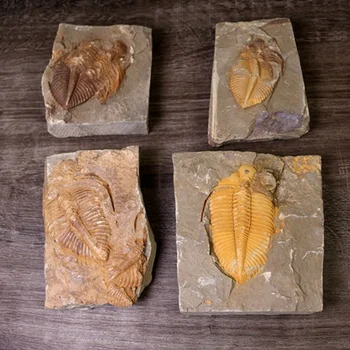 1 Tk Loomulik Trilobite Fossiilne Kivi Isend Iidse Mere Fossiilsete Putukate Õpetamise Proovide Kogumine Teadus-Tarvikud